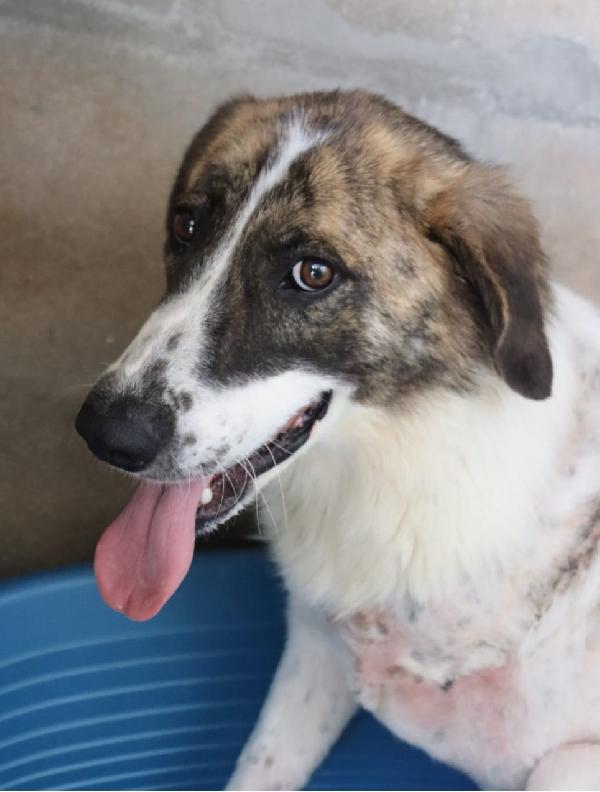 Deaa Tripode, Adozione Del Cuore (Ex Monchetta)